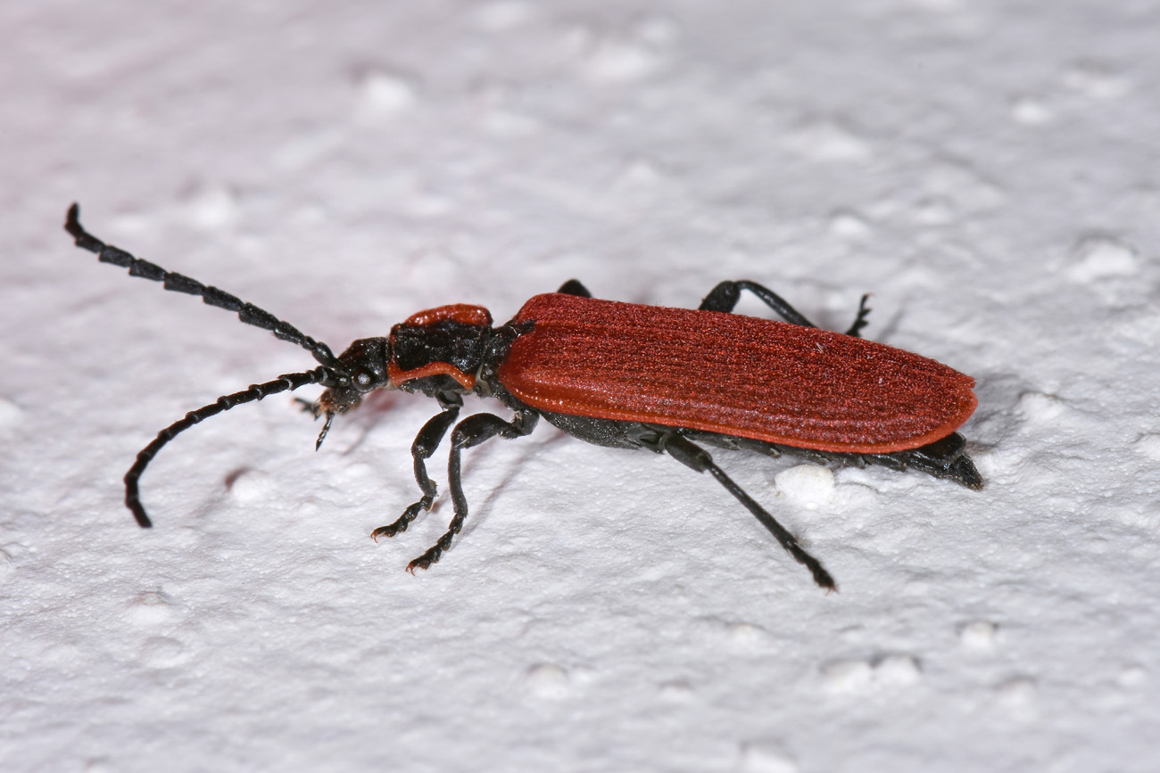 Lycidae:  Lygistopterus anorachilus?  Sì !
